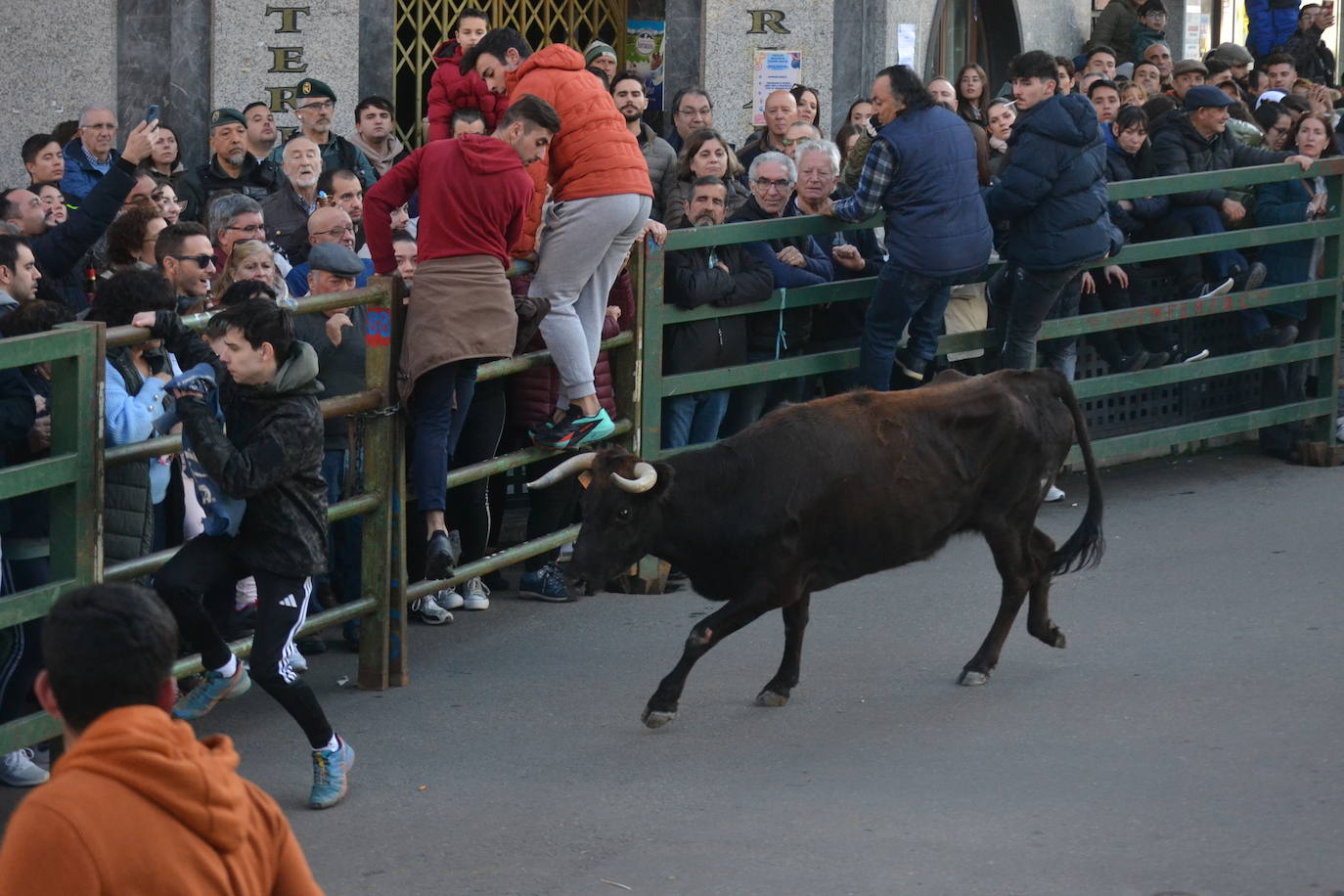 Un emocionante Toro de San Nicolás abarrota Vitigudino