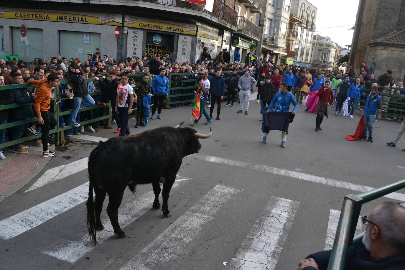 Un emocionante Toro de San Nicolás abarrota Vitigudino