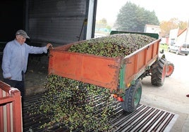 Descargando aceituna en la almazara de Lagunilla.