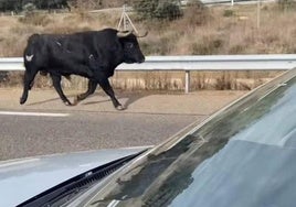 El toro de Castillejo de Huebra por la carrera.