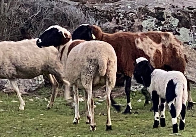 En primer plano, madre e hija jardas.