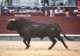 Junerón, de Castillejo de Huebra, en la plaza de Las Ventas.