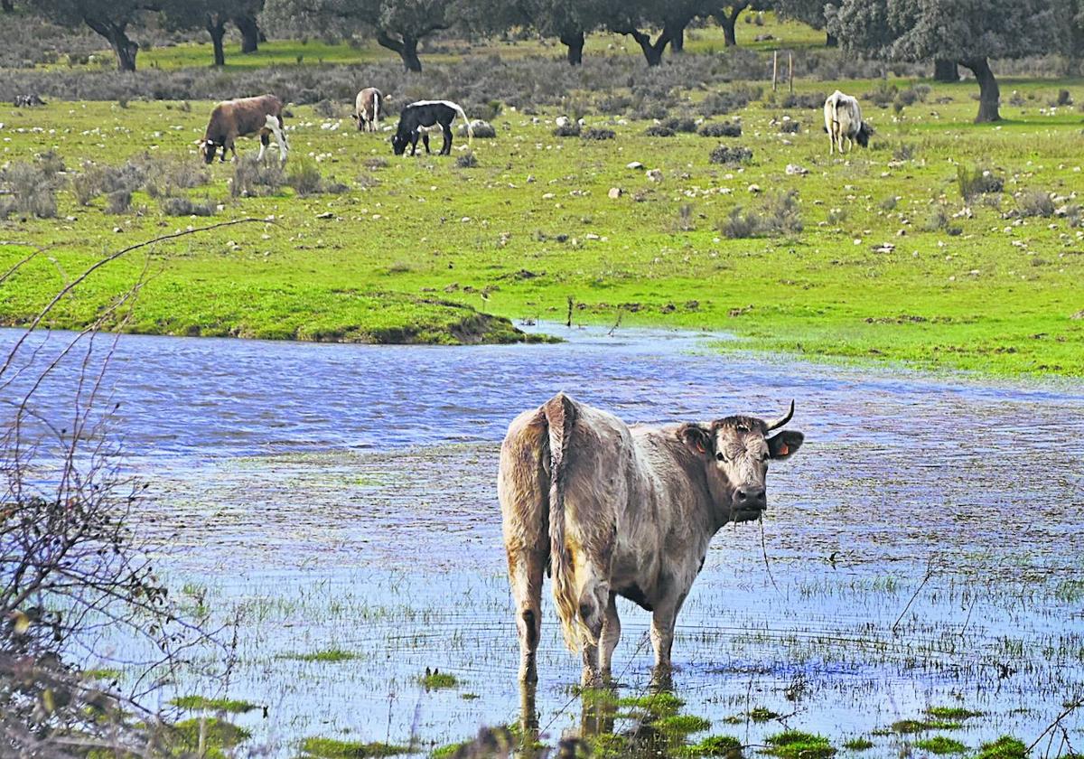 Explotación de vacuno en Salamanca.