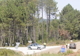 Zona de El Payo, en El Rebollar, durante uno de los episodios de plaga del nematodo.