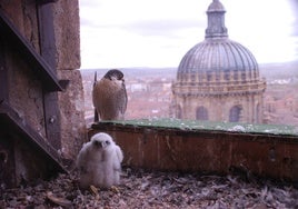 Pareja de halcones que vive en la parte superior de la Catedral.