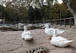 El pasado noviembre volvieron los patos a La Alamedilla.