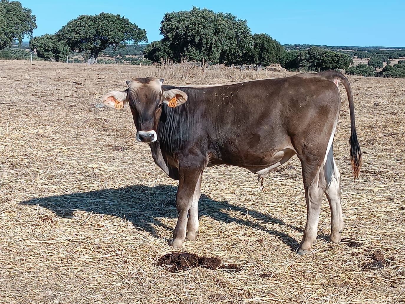 Ternero de raza «brown swiss» recientemente vendido por una explotación salmantina.