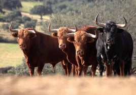 Toros de El Pilar en la finca de El Puerto de la Calderilla.