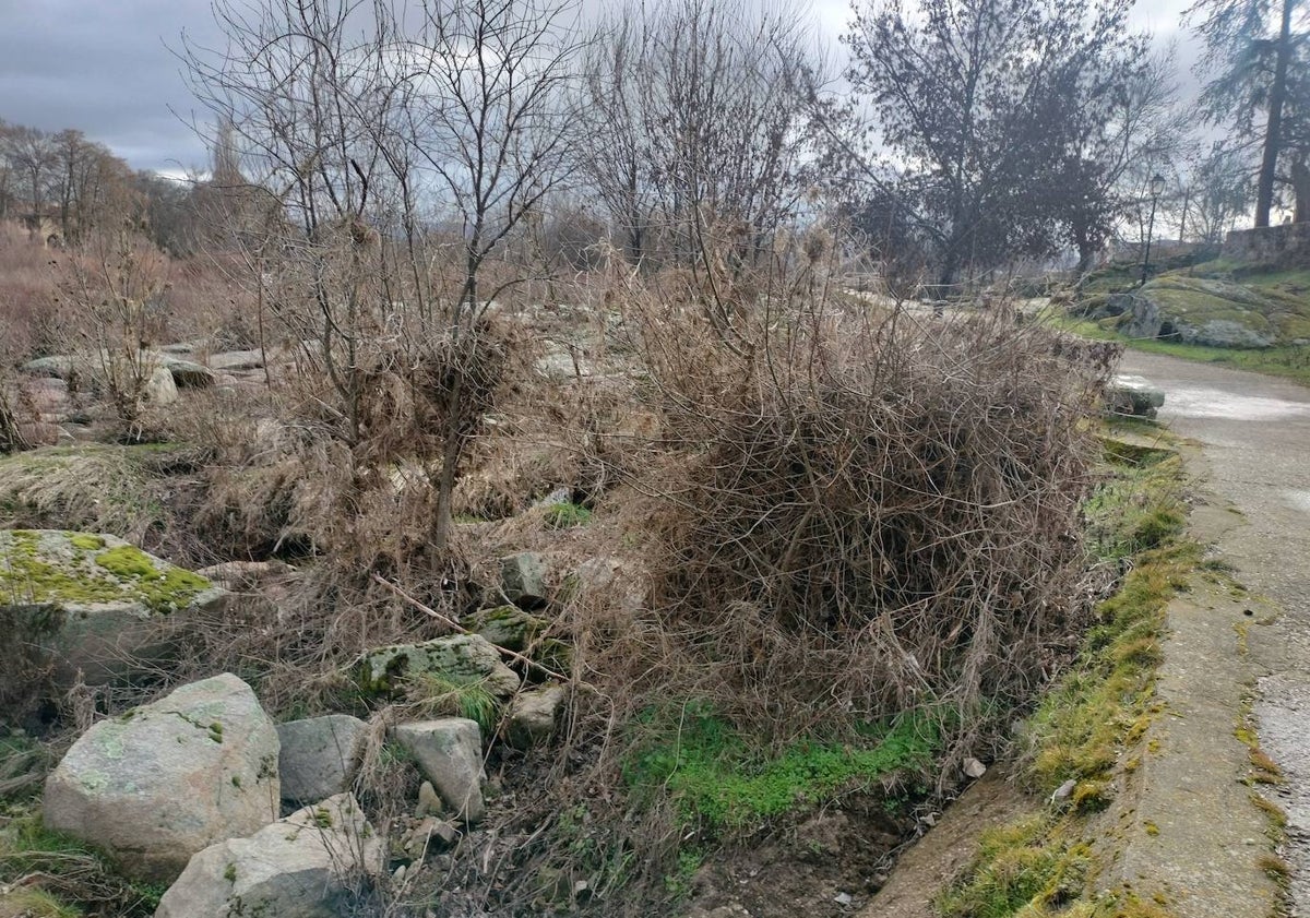 Imagen principal - Arriba, maleza y árboles creciendo en el cauce del río y, debajo, estado en el que quedó la calle de Gregorio González el día de la riada.