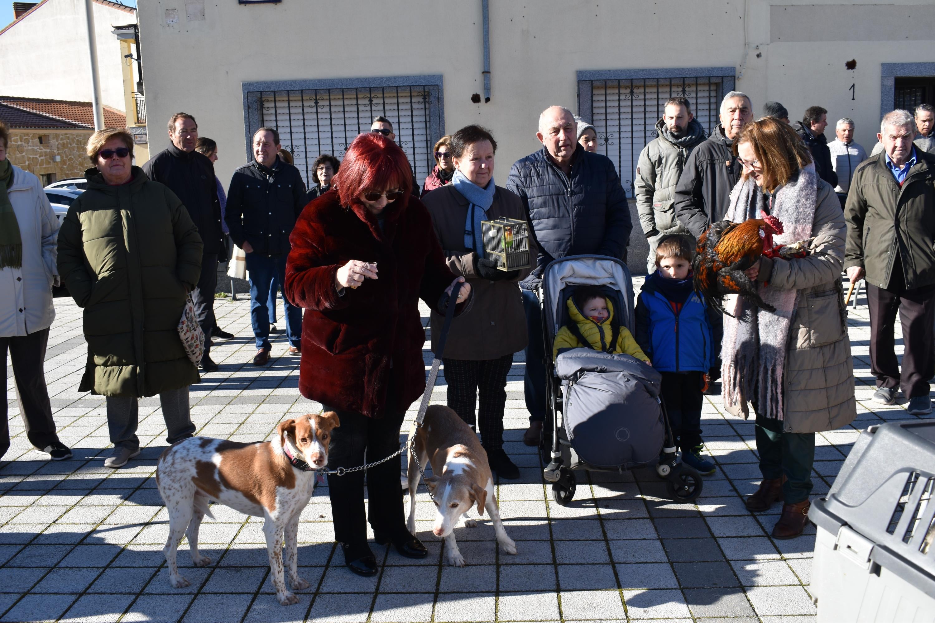 Gallos, tortugas, agapornis y una cobaya reciben la bendición de San Antón en Calzada de Valdunciel