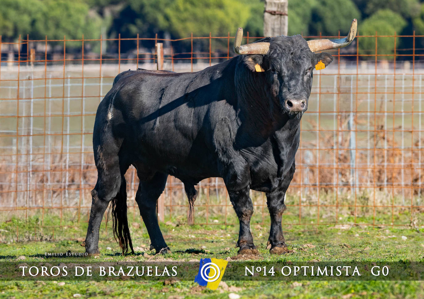 Ciudad Rodrigo presenta a los toros del Carnaval 2025