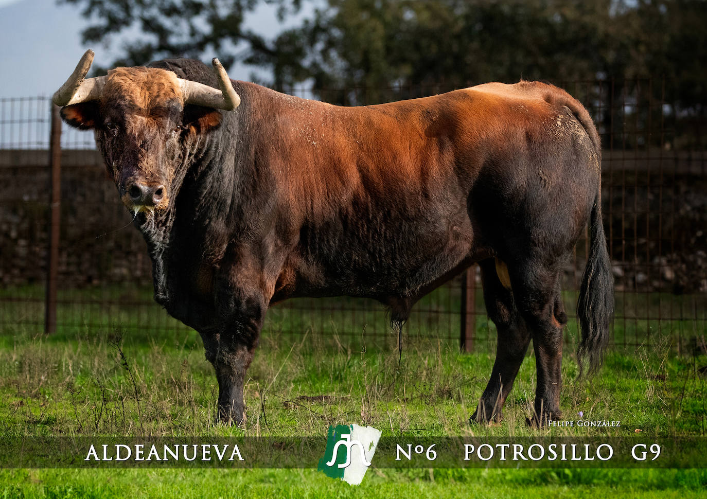 Ciudad Rodrigo presenta a los toros del Carnaval 2025