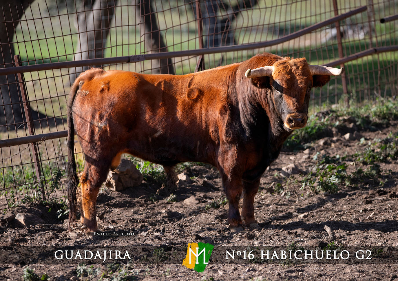 Ciudad Rodrigo presenta a los toros del Carnaval 2025