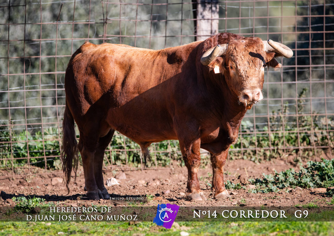 Ciudad Rodrigo presenta a los toros del Carnaval 2025