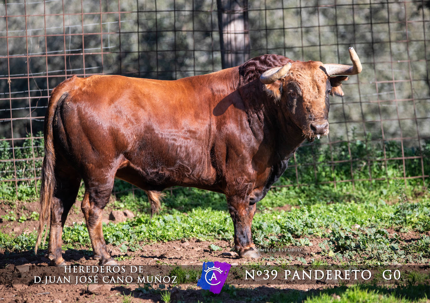 Ciudad Rodrigo presenta a los toros del Carnaval 2025