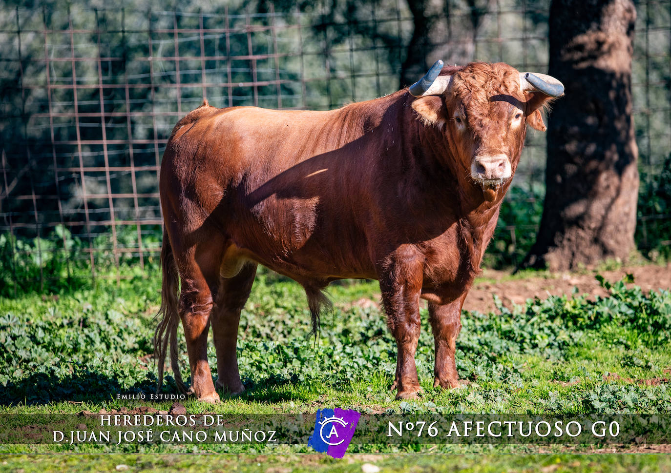 Ciudad Rodrigo presenta a los toros del Carnaval 2025