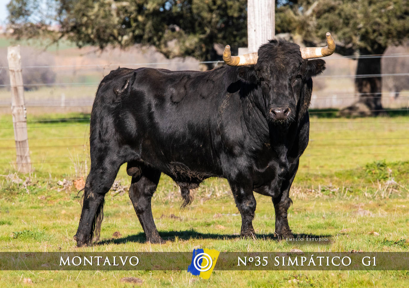 Ciudad Rodrigo presenta a los toros del Carnaval 2025