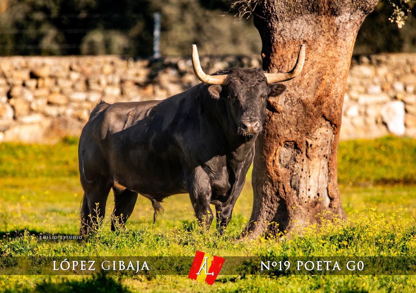 Ciudad Rodrigo presenta a los toros del Carnaval 2025