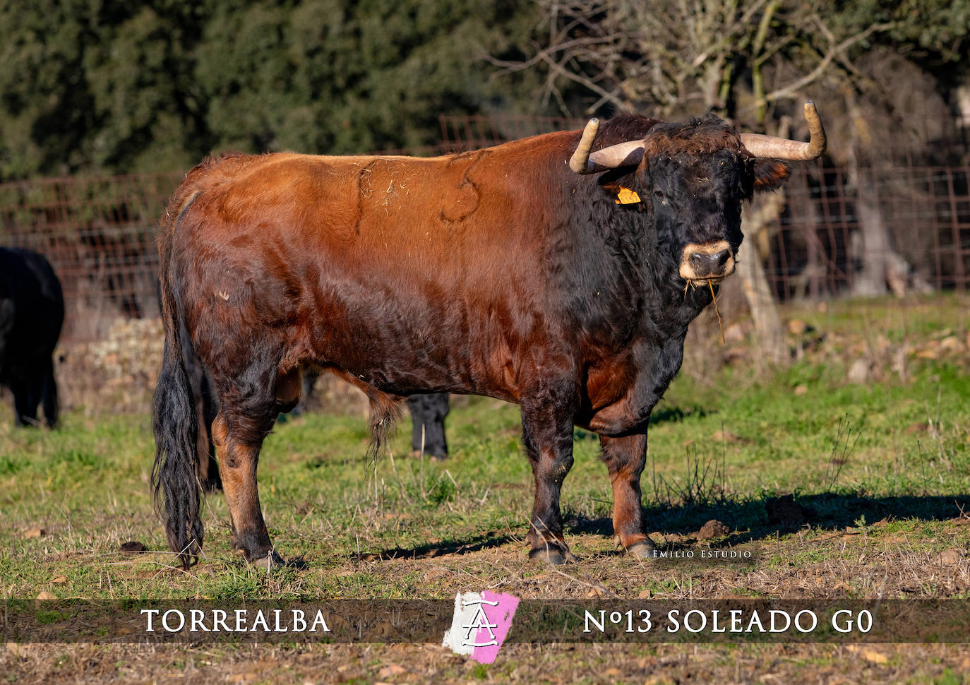 Ciudad Rodrigo presenta a los toros del Carnaval 2025