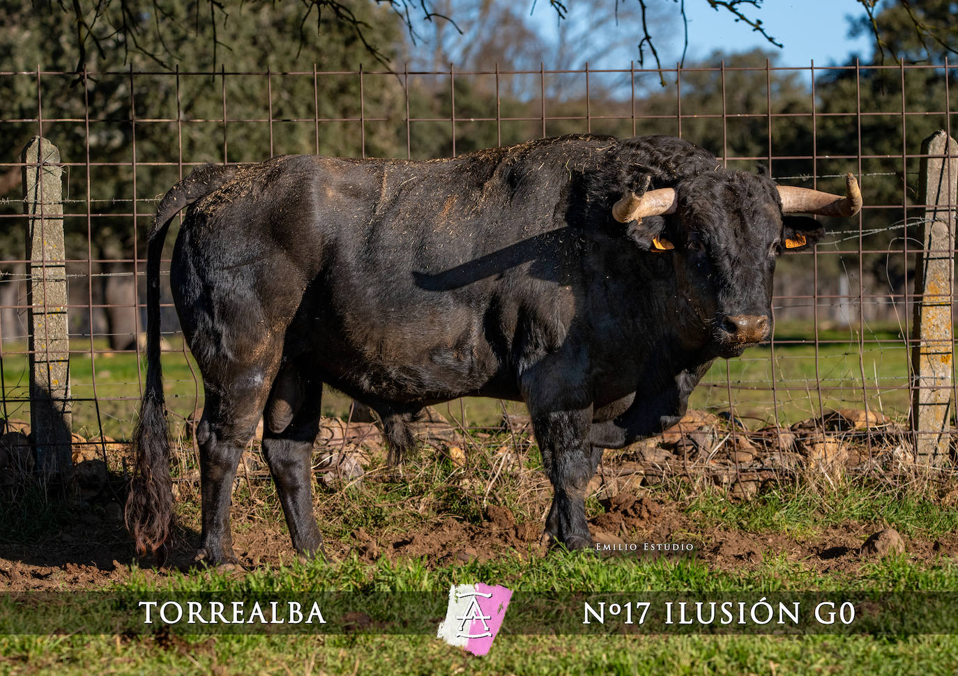 Ciudad Rodrigo presenta a los toros del Carnaval 2025