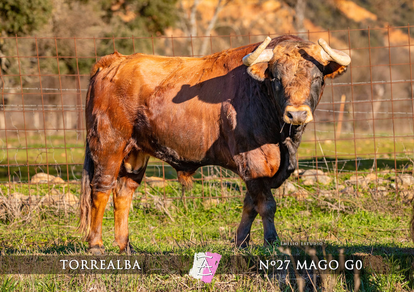 Ciudad Rodrigo presenta a los toros del Carnaval 2025