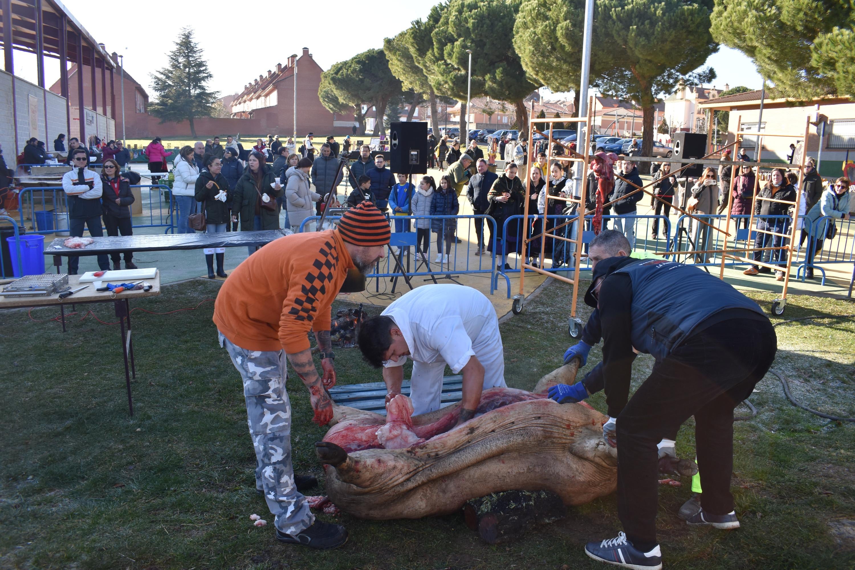 300 kilos de cerdo en la matanza de Carrascal de Barregas