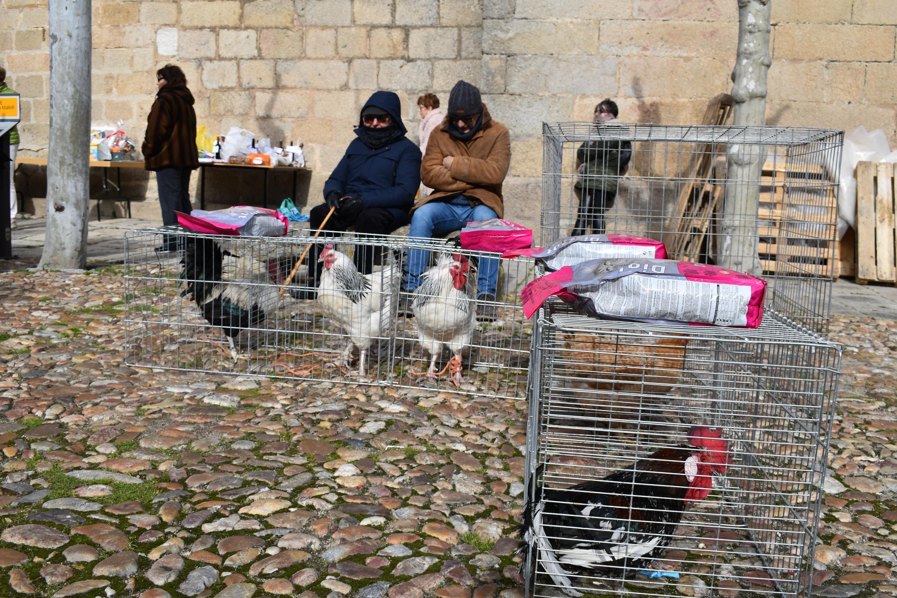 Gallos por 53 euros o una garrafa de aceite por 59: así ha sido la subasta de San Antón en Ledesma