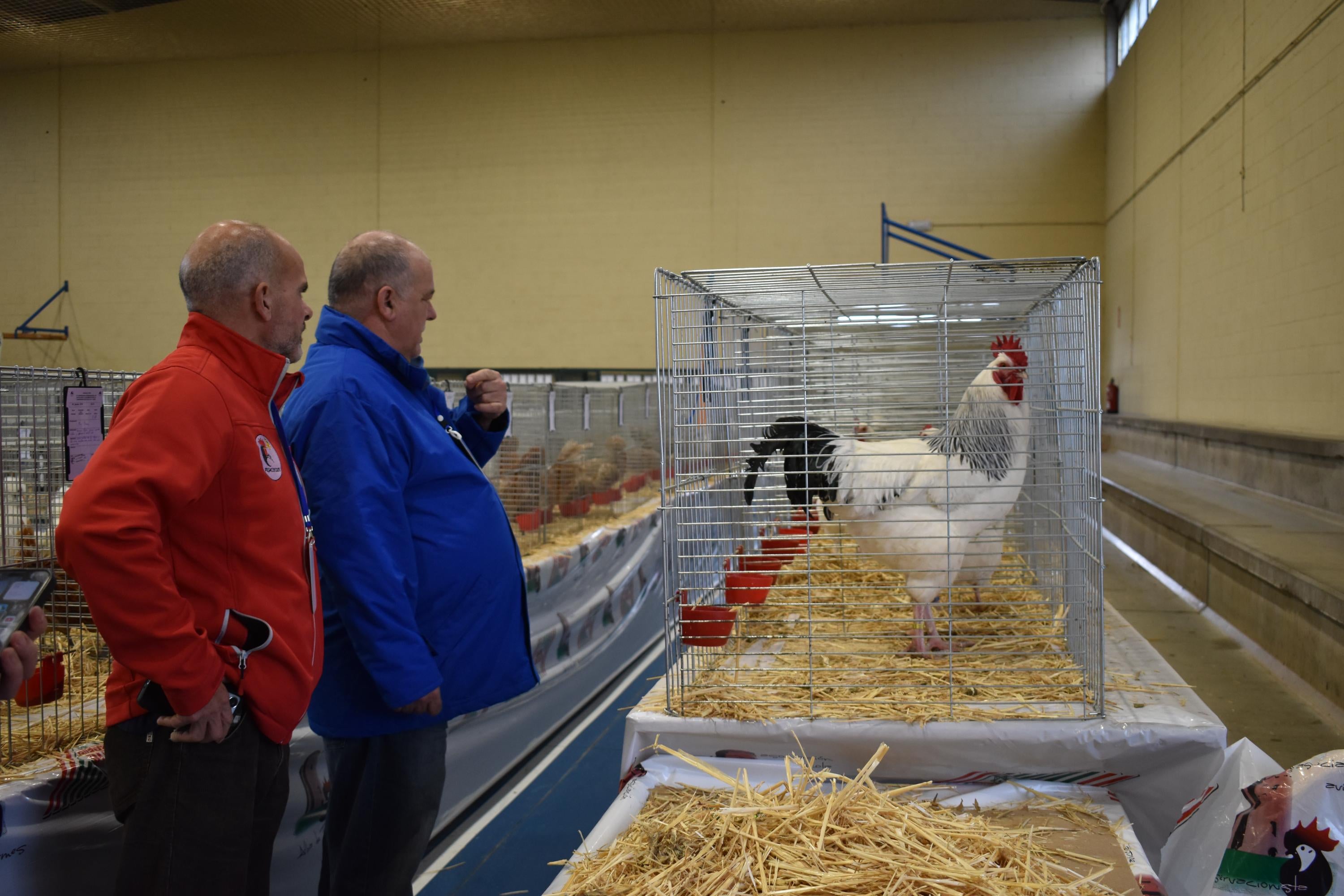 Así son las gallinas, palomas y conejos que seducen al público de Ledesma