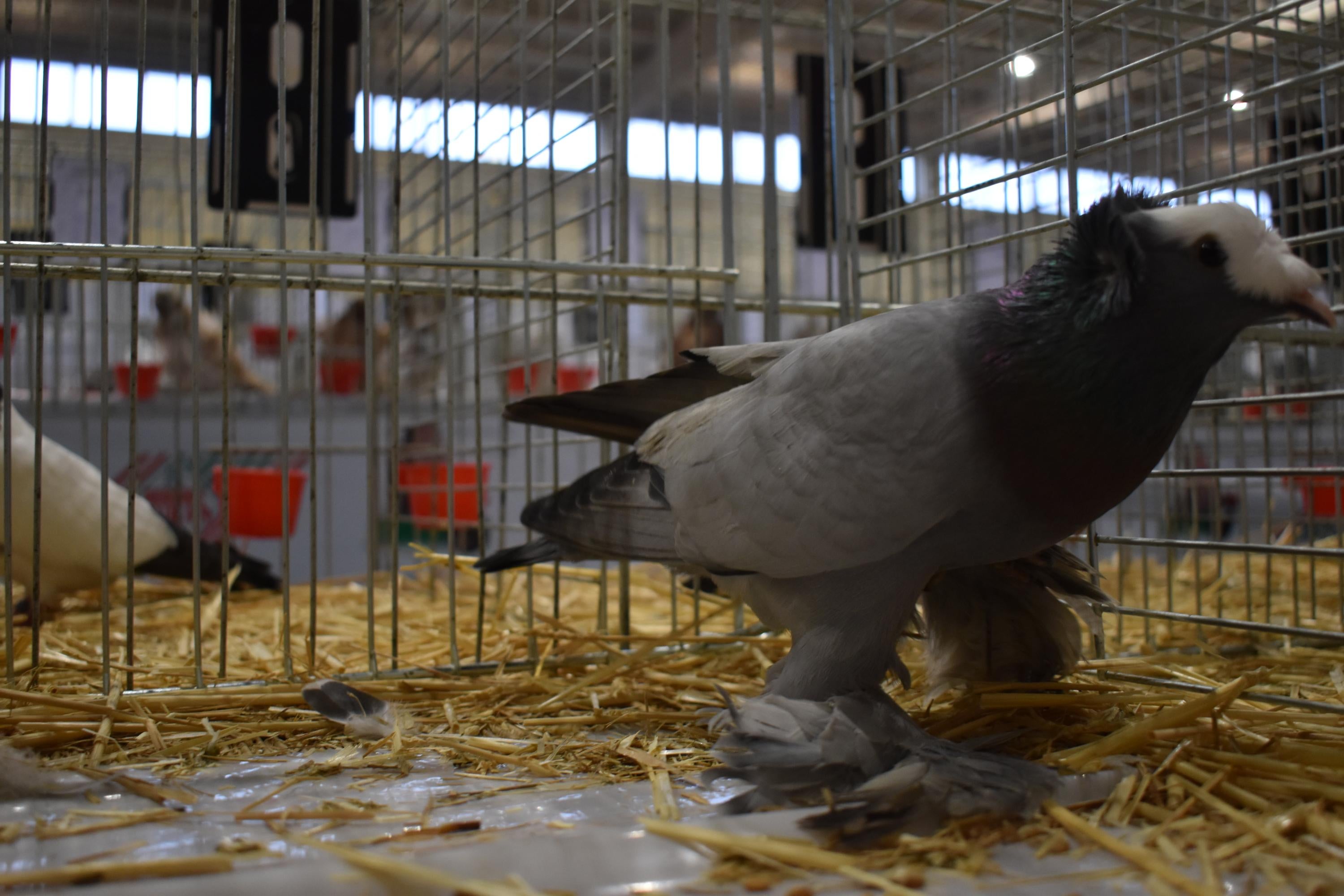 Así son las gallinas, palomas y conejos que seducen al público de Ledesma