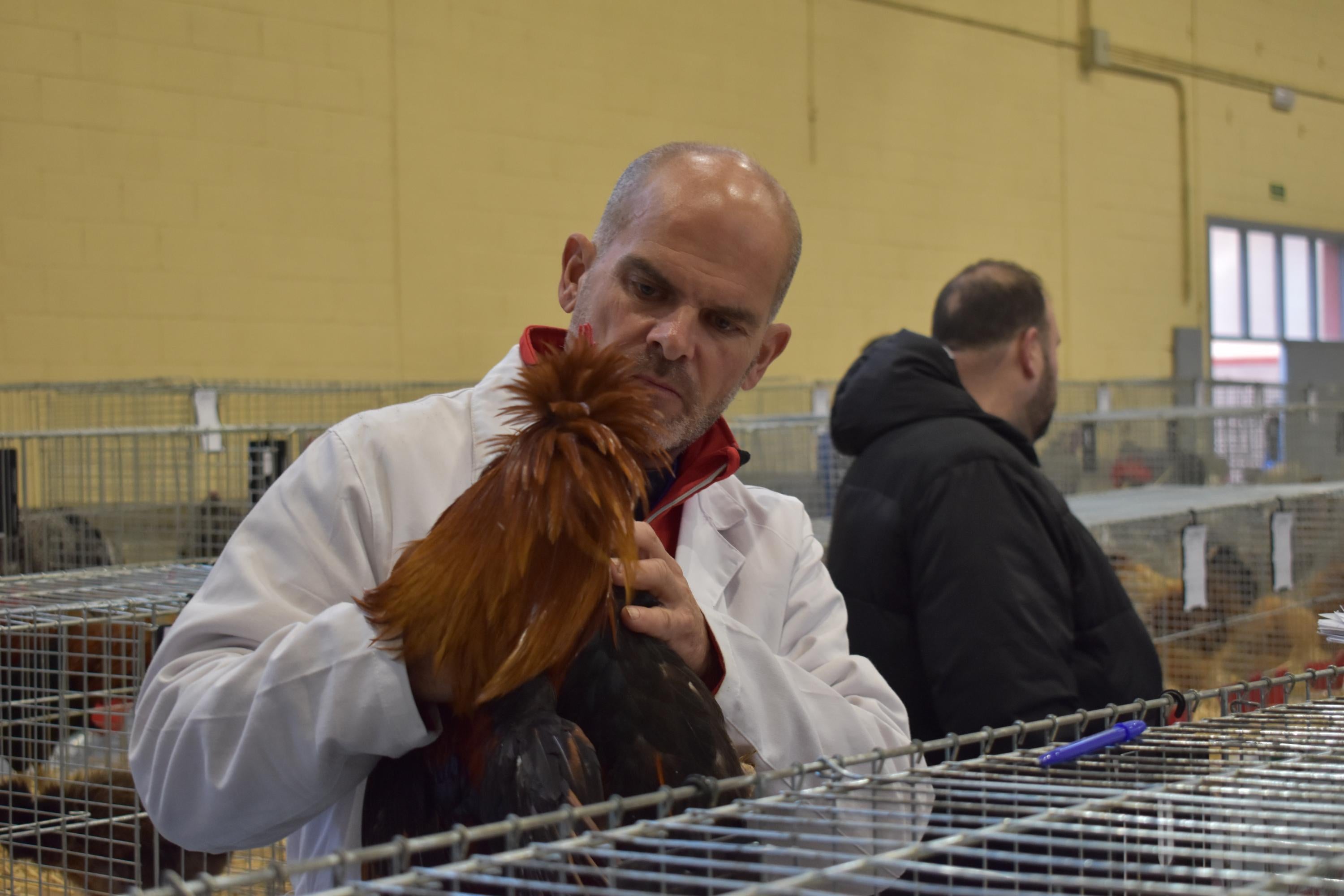 Así son las gallinas, palomas y conejos que seducen al público de Ledesma