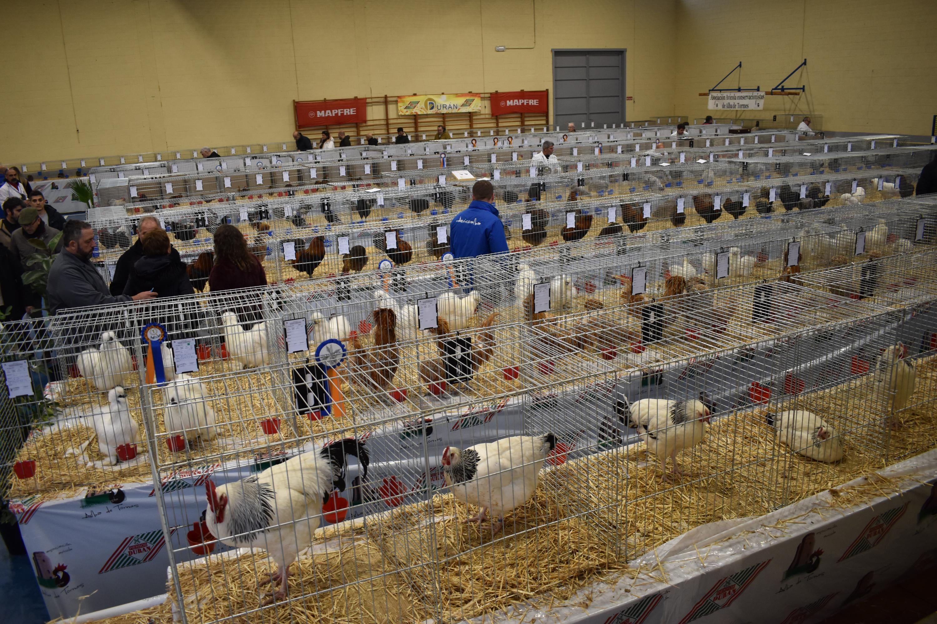 Así son las gallinas, palomas y conejos que seducen al público de Ledesma