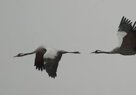 Grullas volando.