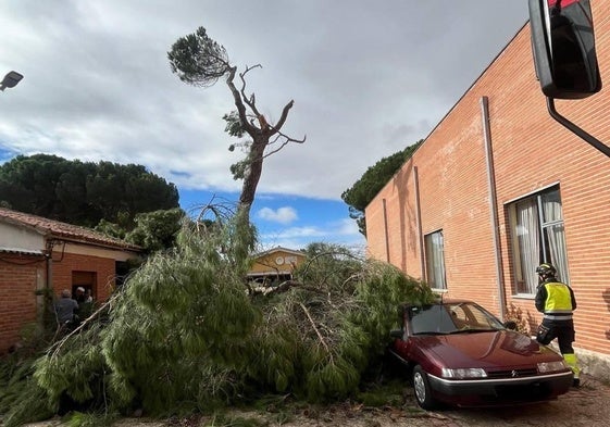 Un árbol caído en Carpio (Valladolid) a causa de los fuertes vientos causados por Castilla y León.