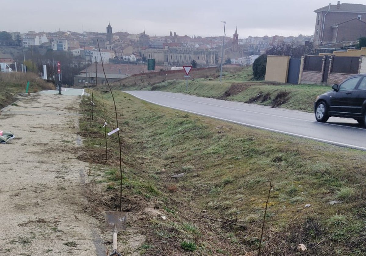 Nuevos árboles en el nuevo tramo de carril bici de Alba de Tormes.