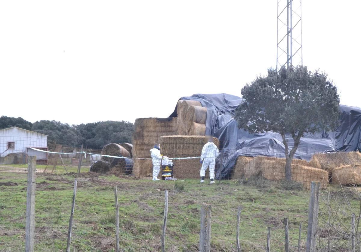 Agentes del Servicio de Criminalística de la Guardia Civil investigan sobre el terreno en una finca de Sanjuanejo, en Ciudad Rodrigo.