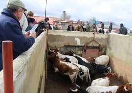 Los vecinos siguieron con atención la carga de los toros