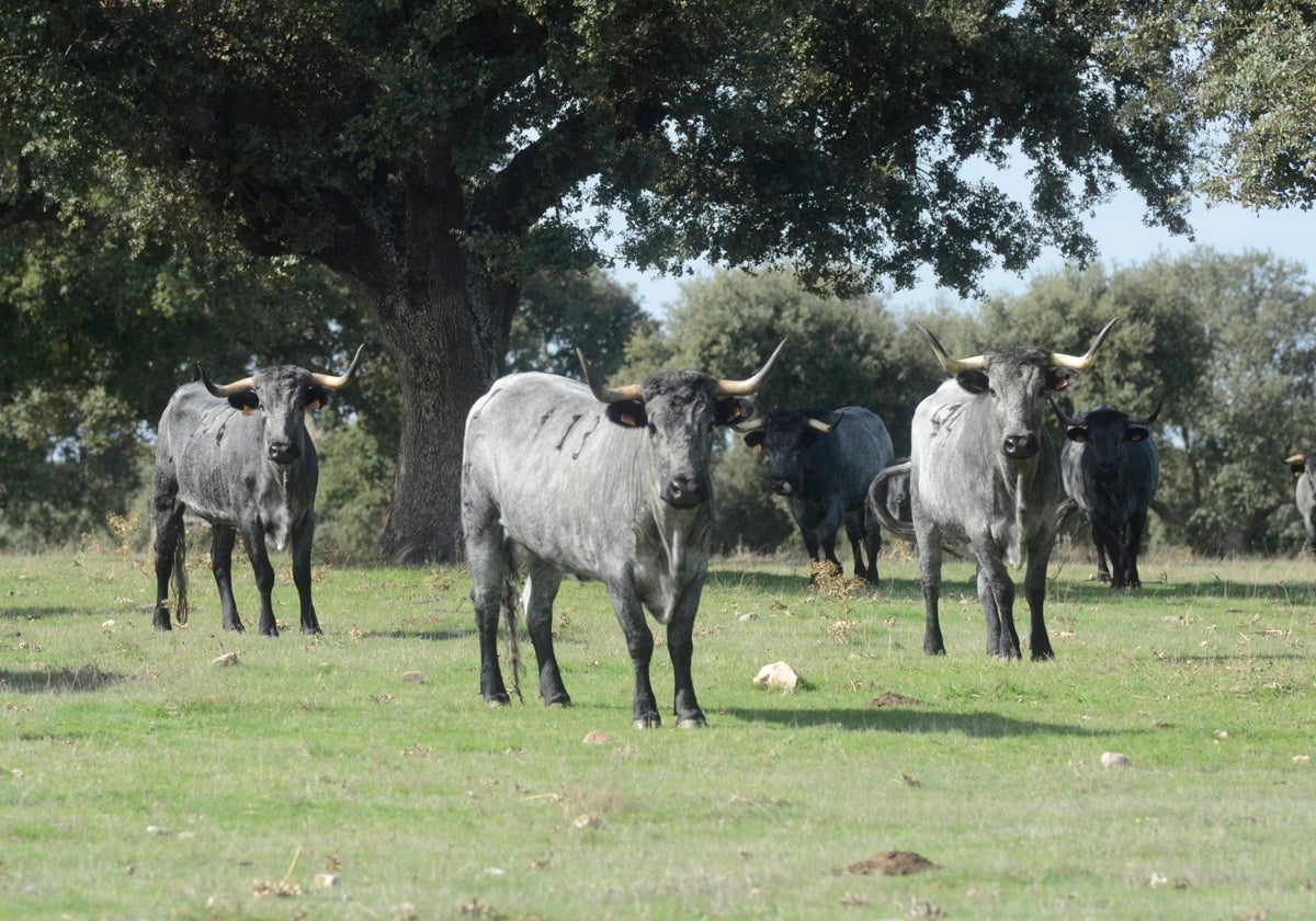 Vacas moruchas de la Diputación de Salamanca.