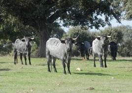 Vacas moruchas de la Diputación de Salamanca.