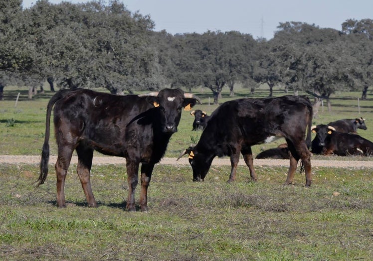 Las vacas de Coquilla, ya propiedad de la familia Criado-De Cabo, en la finca extremeña de Mérida.