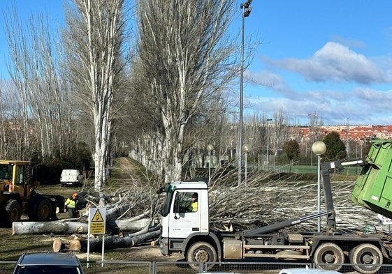 Retirada de los árboles enfermos.