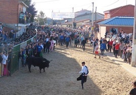 Encierro del Toro de San Blas celebrado en 2024 en Babilafuente.