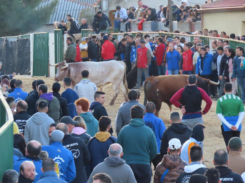 Bravura por las calles de Babilafuente