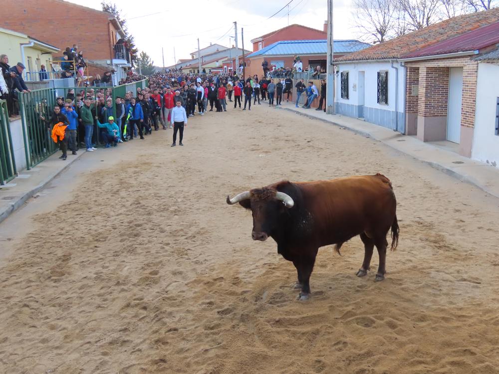 Bravura por las calles de Babilafuente