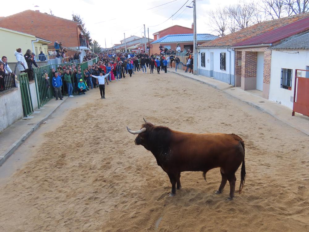 Bravura por las calles de Babilafuente