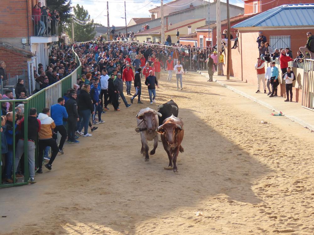 Bravura por las calles de Babilafuente