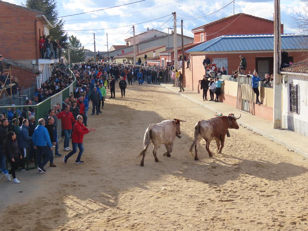 Bravura por las calles de Babilafuente