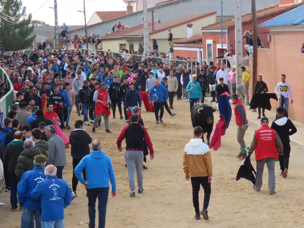 Bravura por las calles de Babilafuente