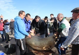 Los vecinos de Gomecello iniciando el despiece del cerdo