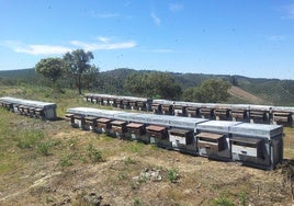 Colmenas en la provincia de Salamanca.