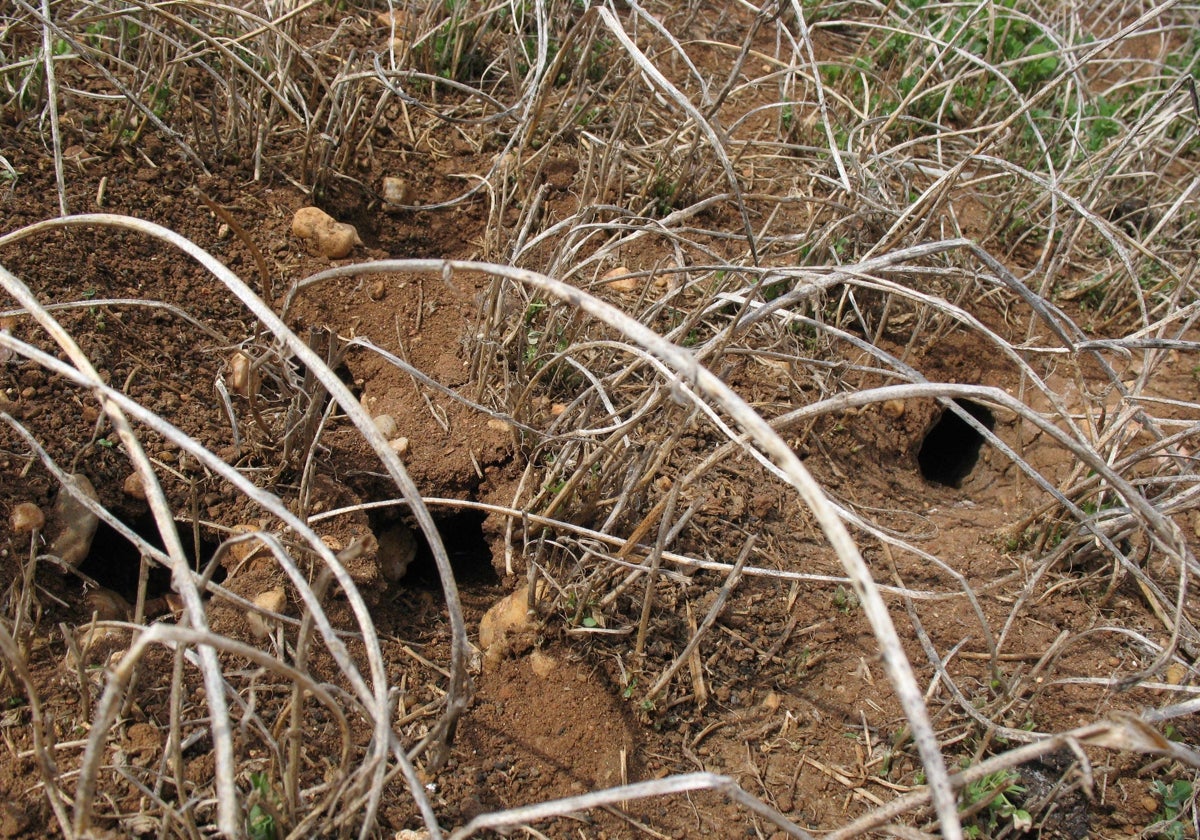 Huras de topillos.